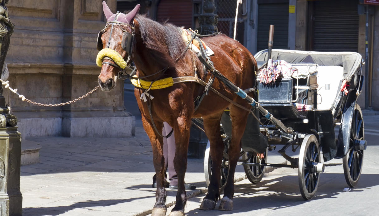 cavallo-palermo